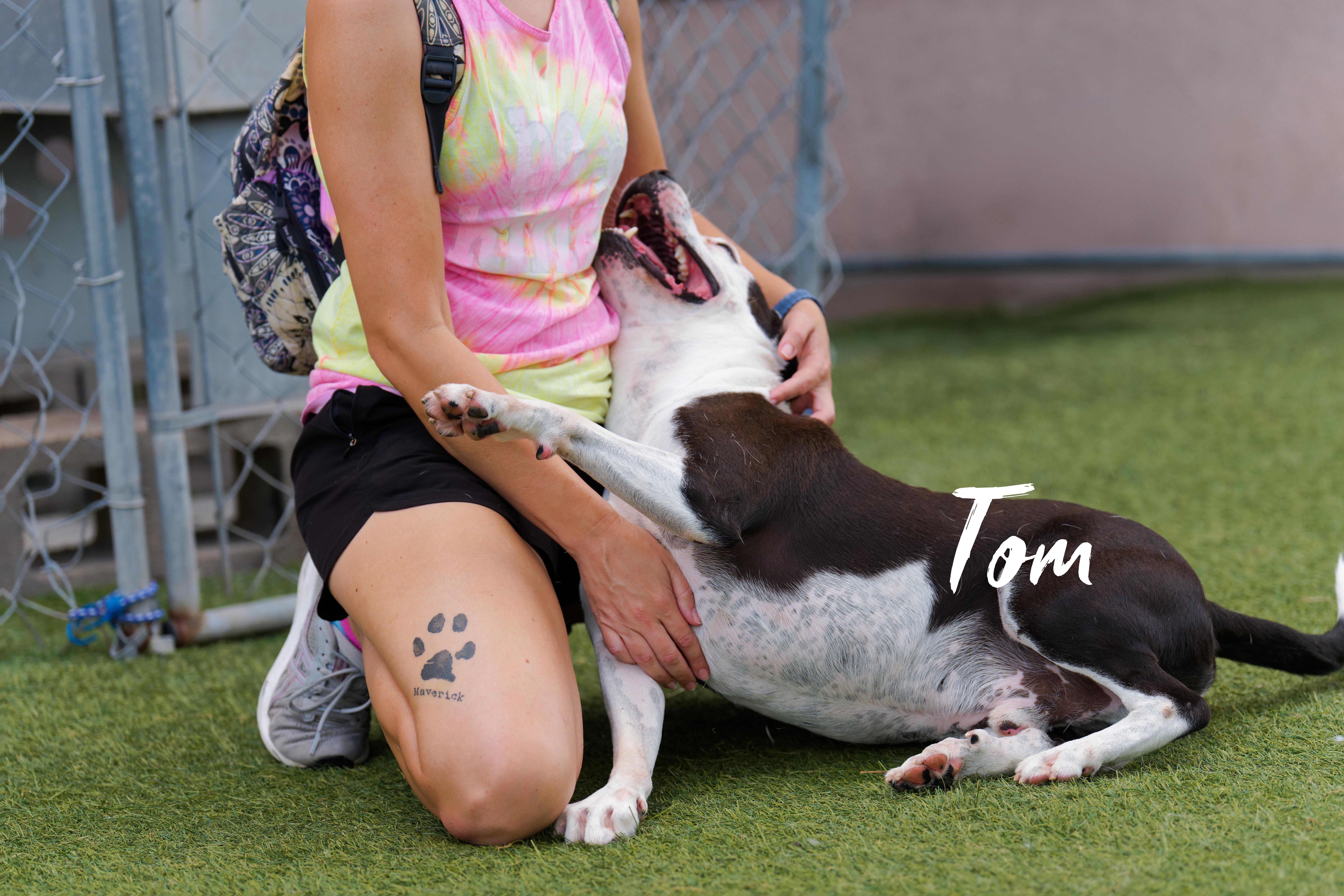 Tom, a ADOPTABLE mixed breed in Houston, TX image 4/5
