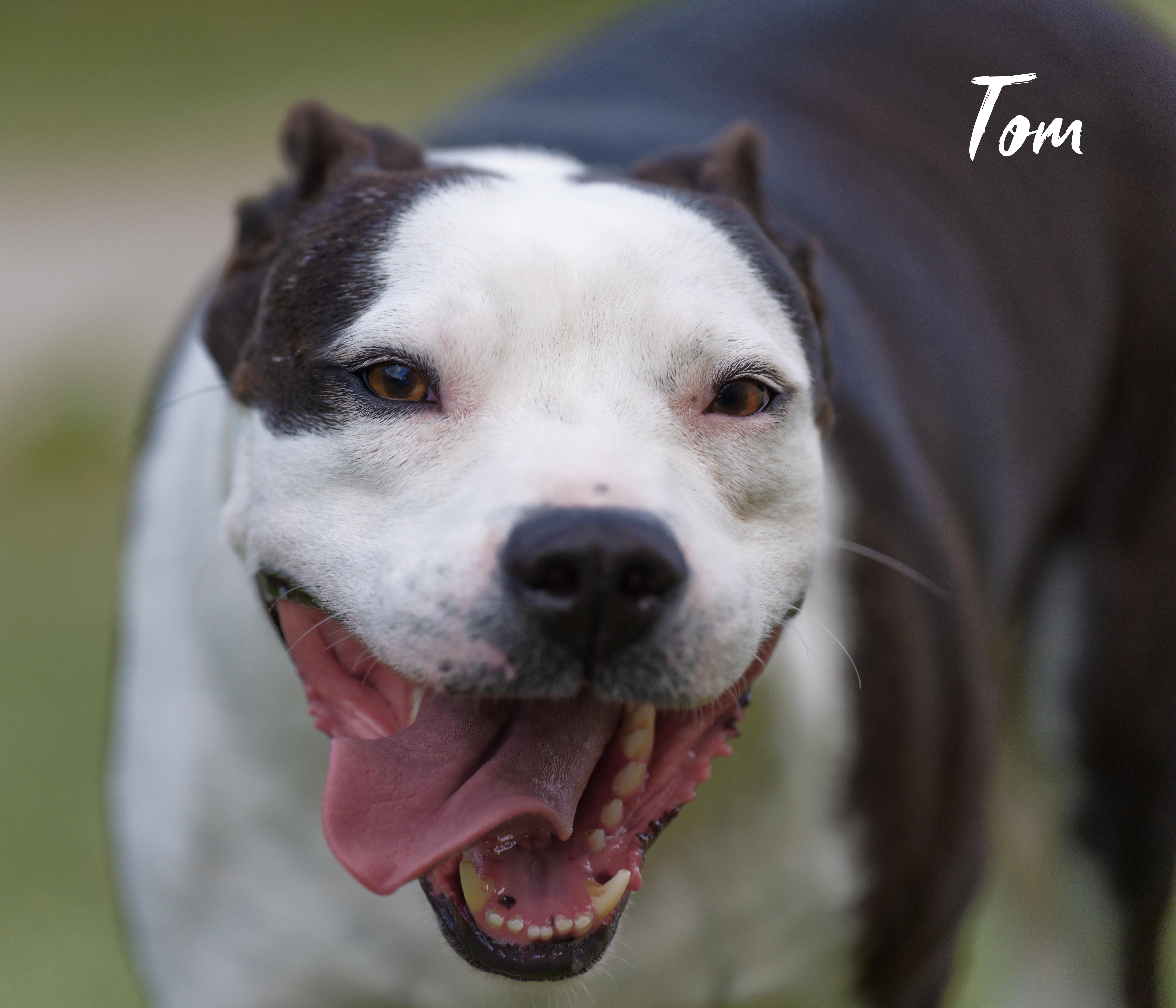 Tom, a ADOPTABLE mixed breed in Houston, TX image 2/5