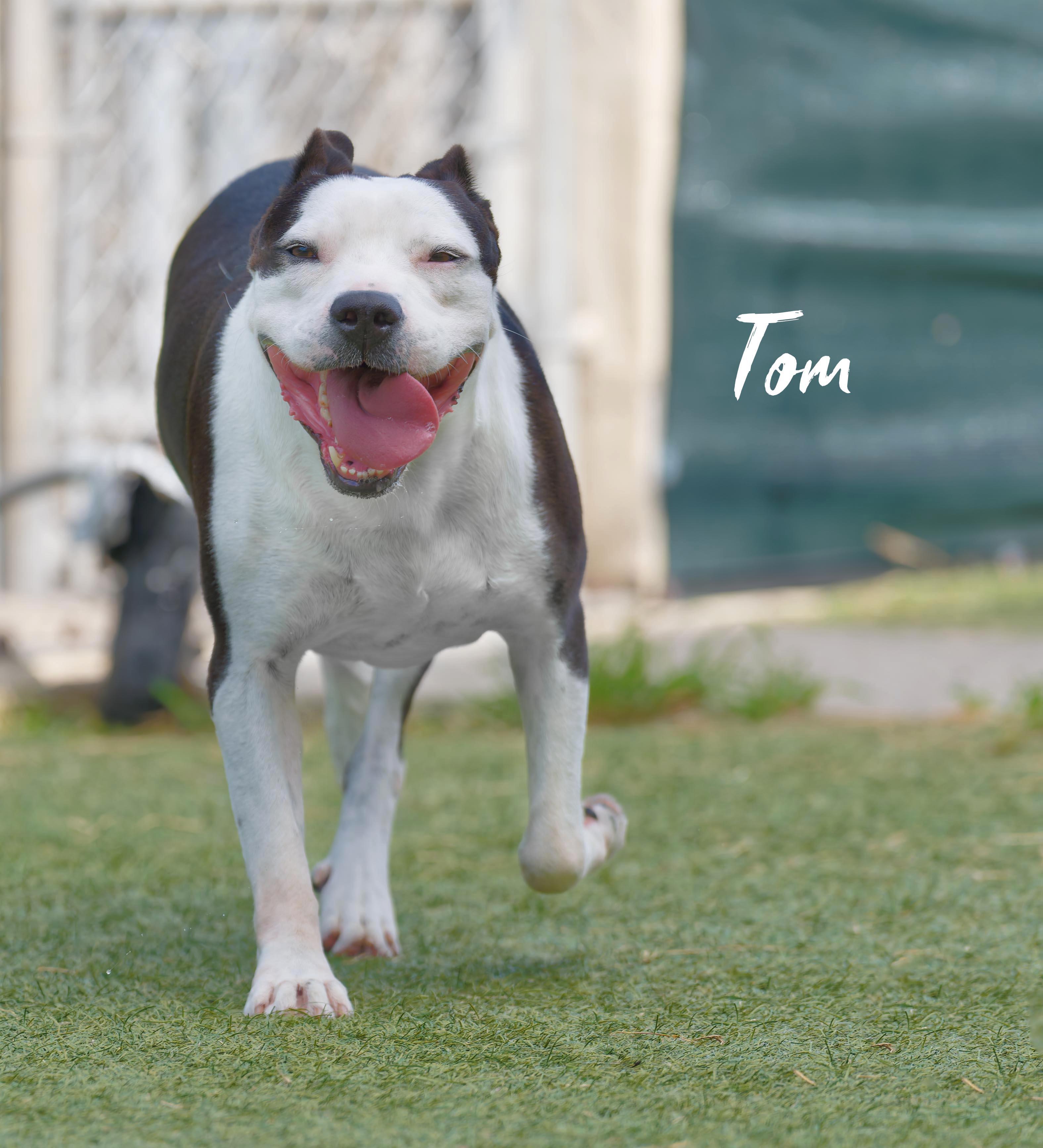 Tom, a ADOPTABLE mixed breed in Houston, TX image 5/5