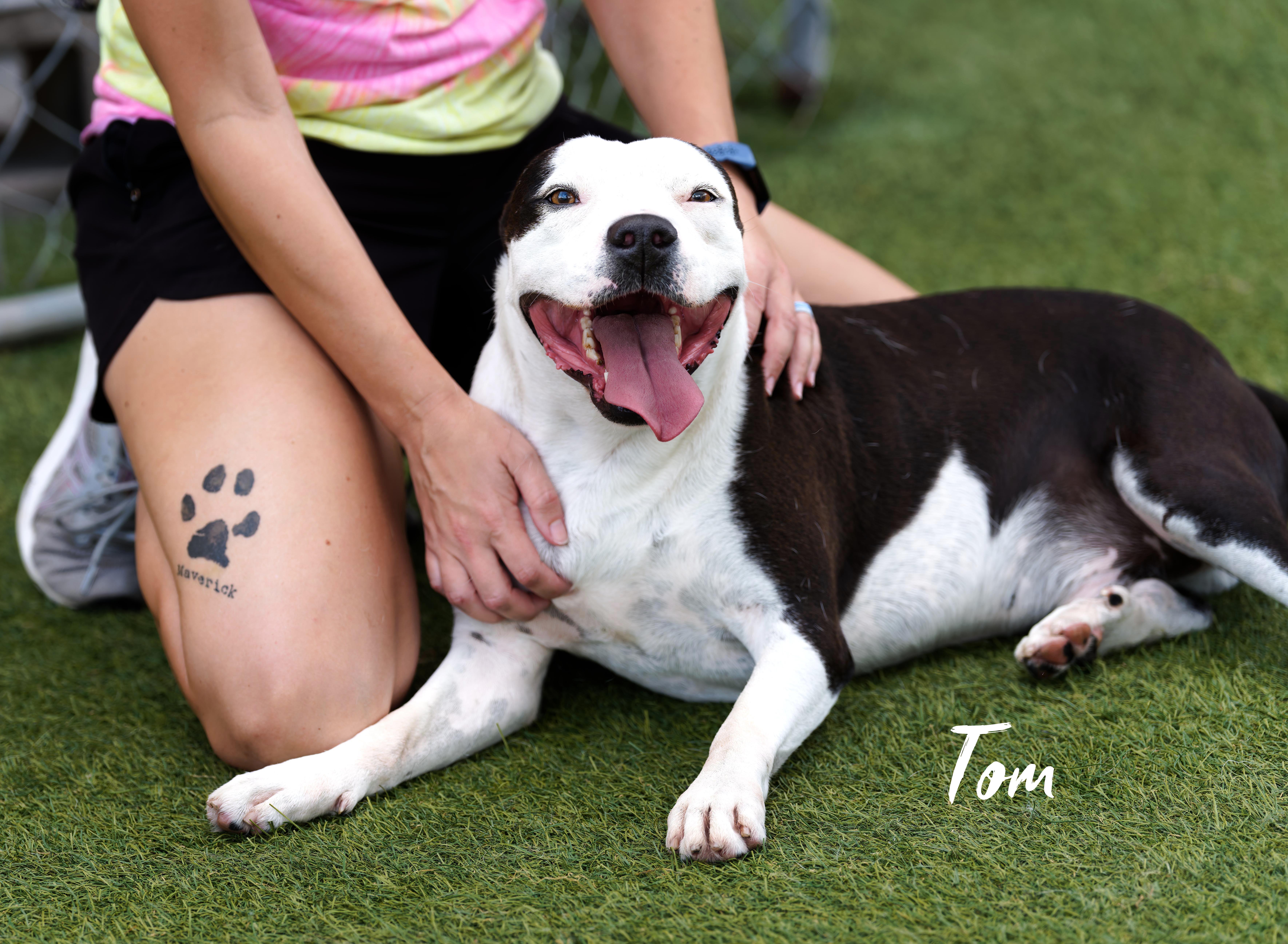 Tom, a ADOPTABLE mixed breed in Houston, TX image 1/5