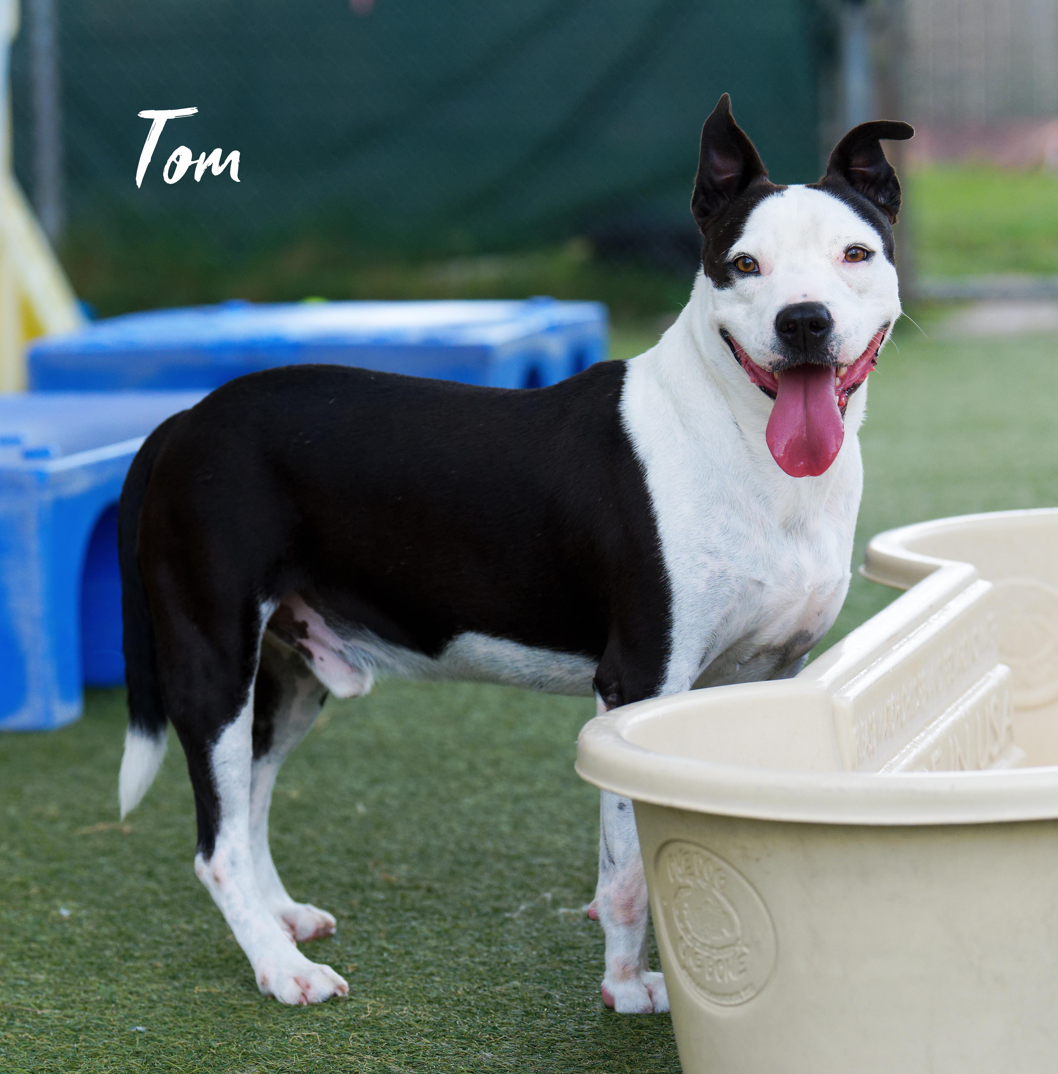 Tom, a ADOPTABLE mixed breed in Houston, TX image 3/5