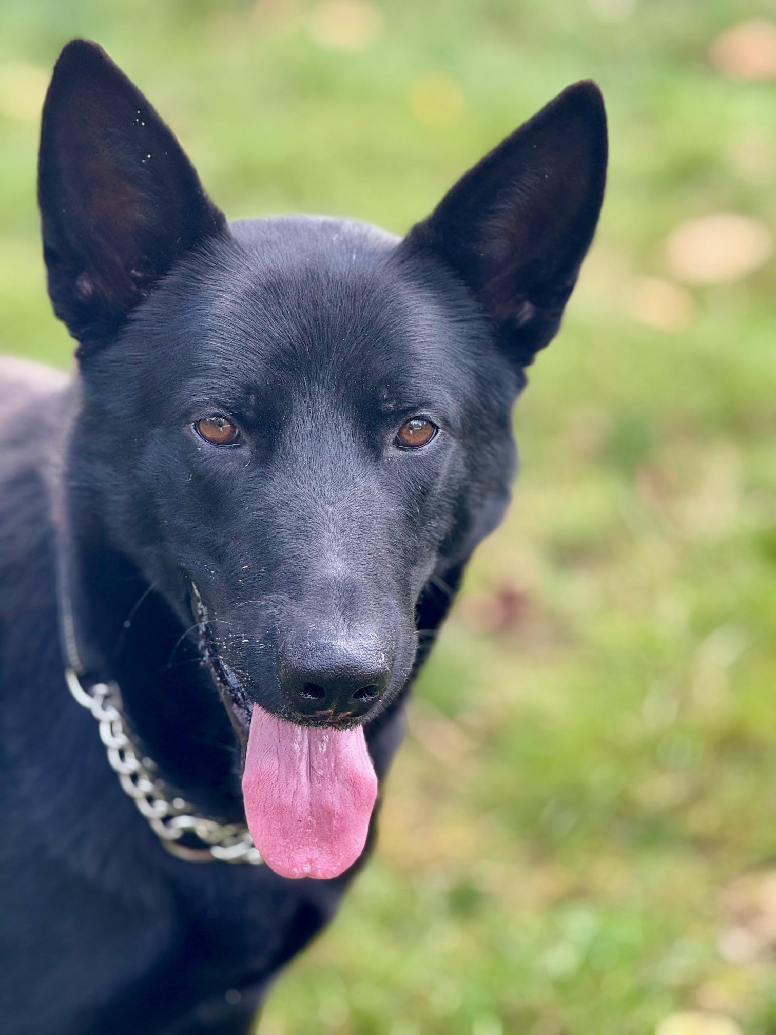 Batman, Adoptable, Adult Male Belgian Shepherd / Malinois & German Shepherd Dog.