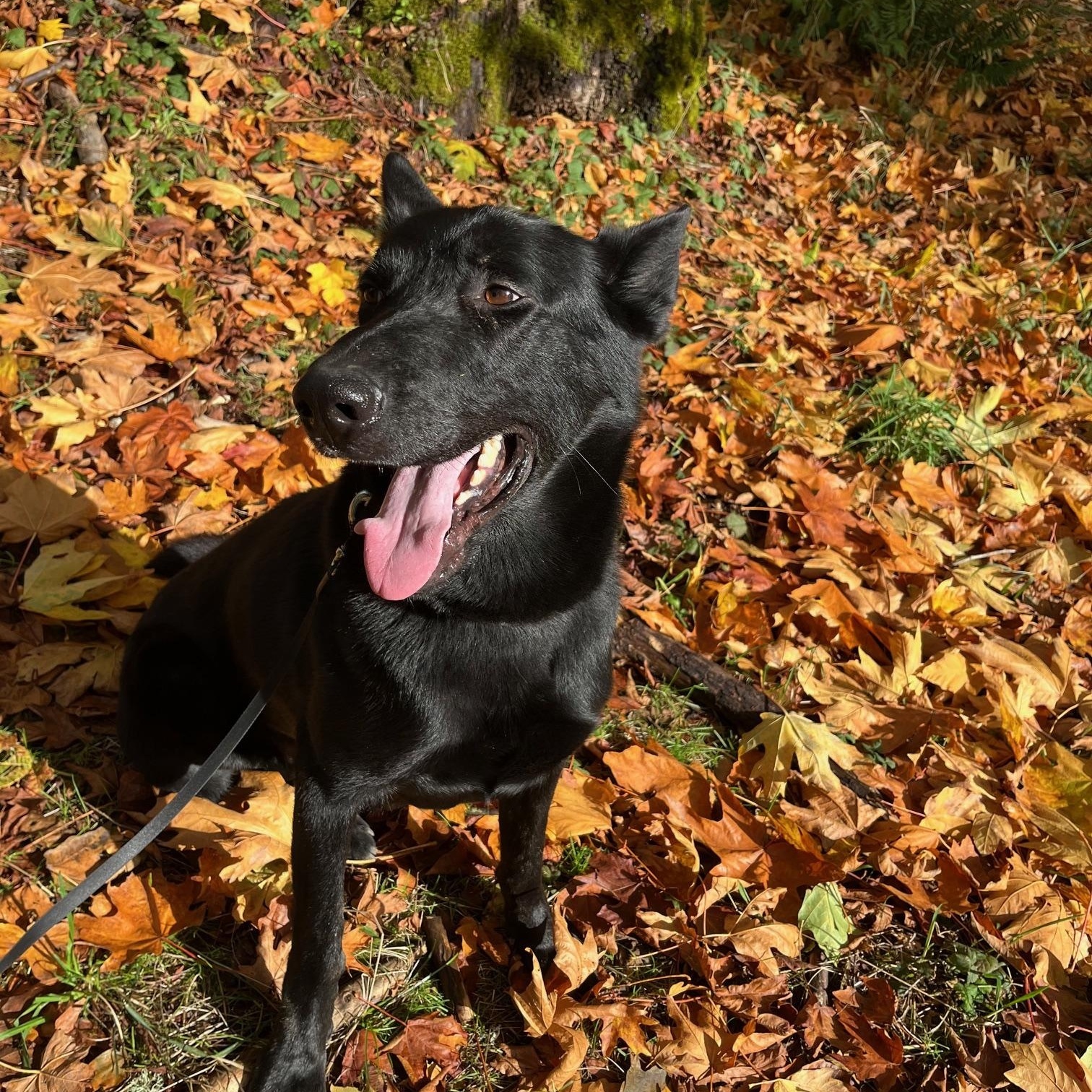 Enlarge Batman, a Adoptable mixed breed in Snoqualmie, WA image 5/6