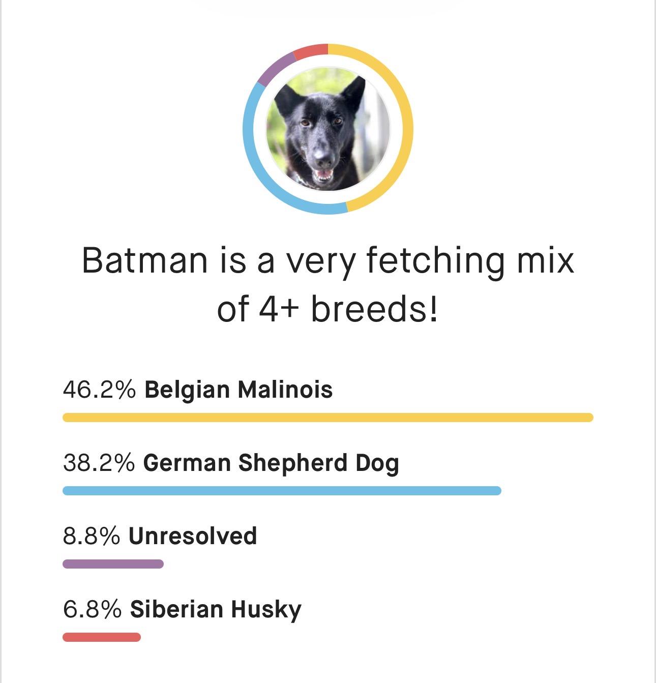 Enlarge Batman, a Adoptable mixed breed in Snoqualmie, WA image 2/6