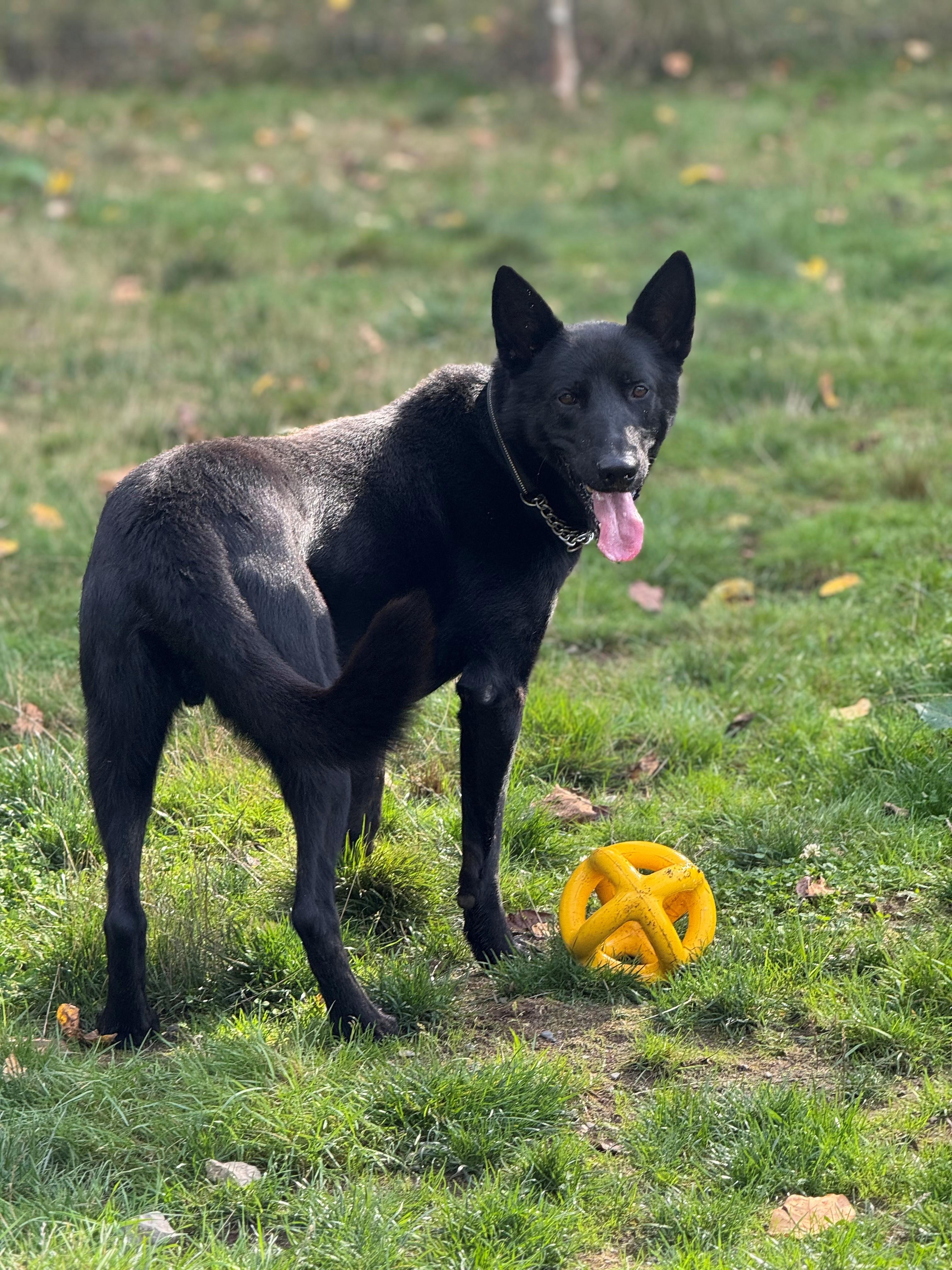 Enlarge Batman, a Adoptable mixed breed in Snoqualmie, WA image 3/6