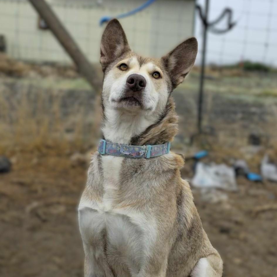Enlarge Nomad: RIDGE DOG GRADUATE FROM PRISON FACILITY, a Adoptable mixed breed in Othello, WA image 1/3