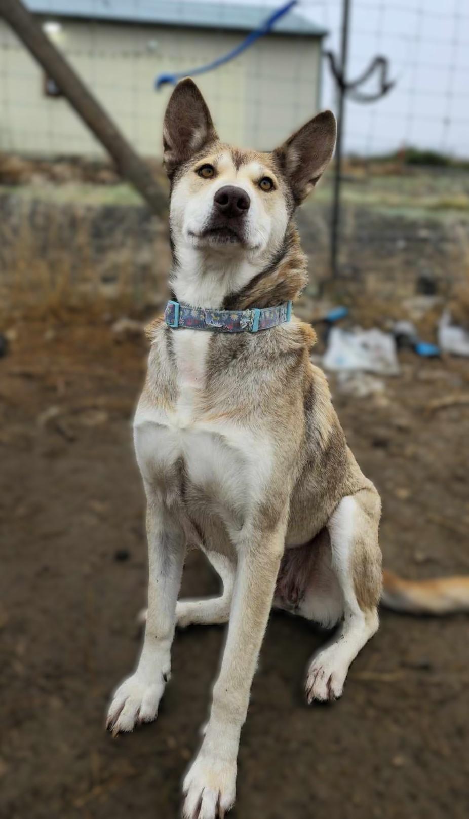 Enlarge Nomad: RIDGE DOG GRADUATE FROM PRISON FACILITY, a Adoptable mixed breed in Othello, WA image 2/3