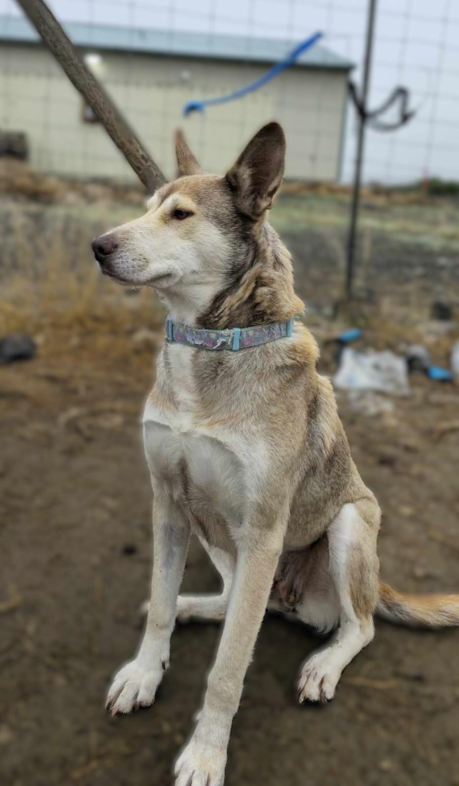 Enlarge Nomad: RIDGE DOG GRADUATE FROM PRISON FACILITY, a Adoptable mixed breed in Othello, WA image 3/3