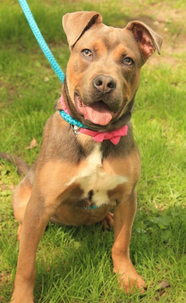 Snickers, Adoptable, Puppy Female Terrier & Mixed Breed.