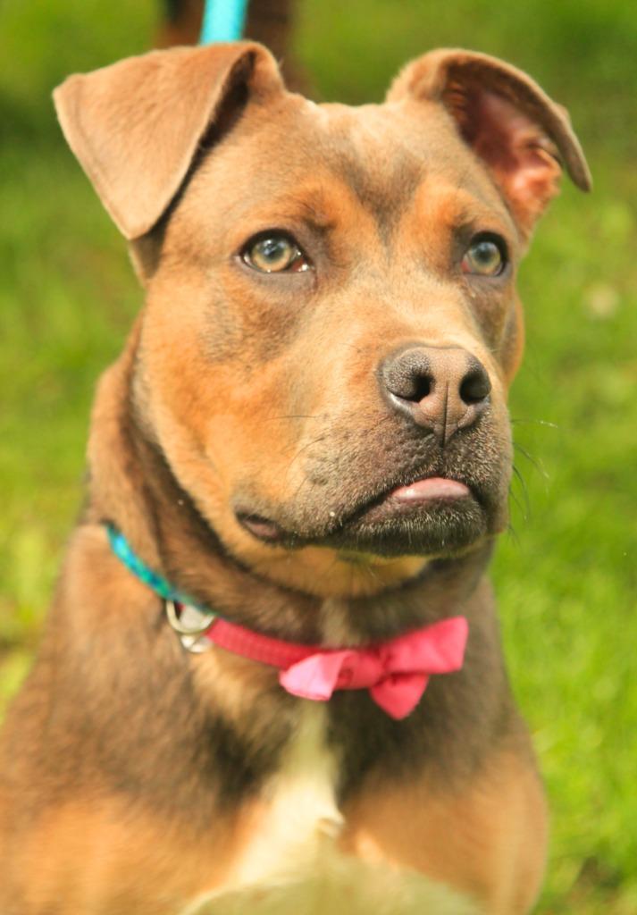 Enlarge Snickers, a Adoptable mixed breed in Utica, MI image 2/4
