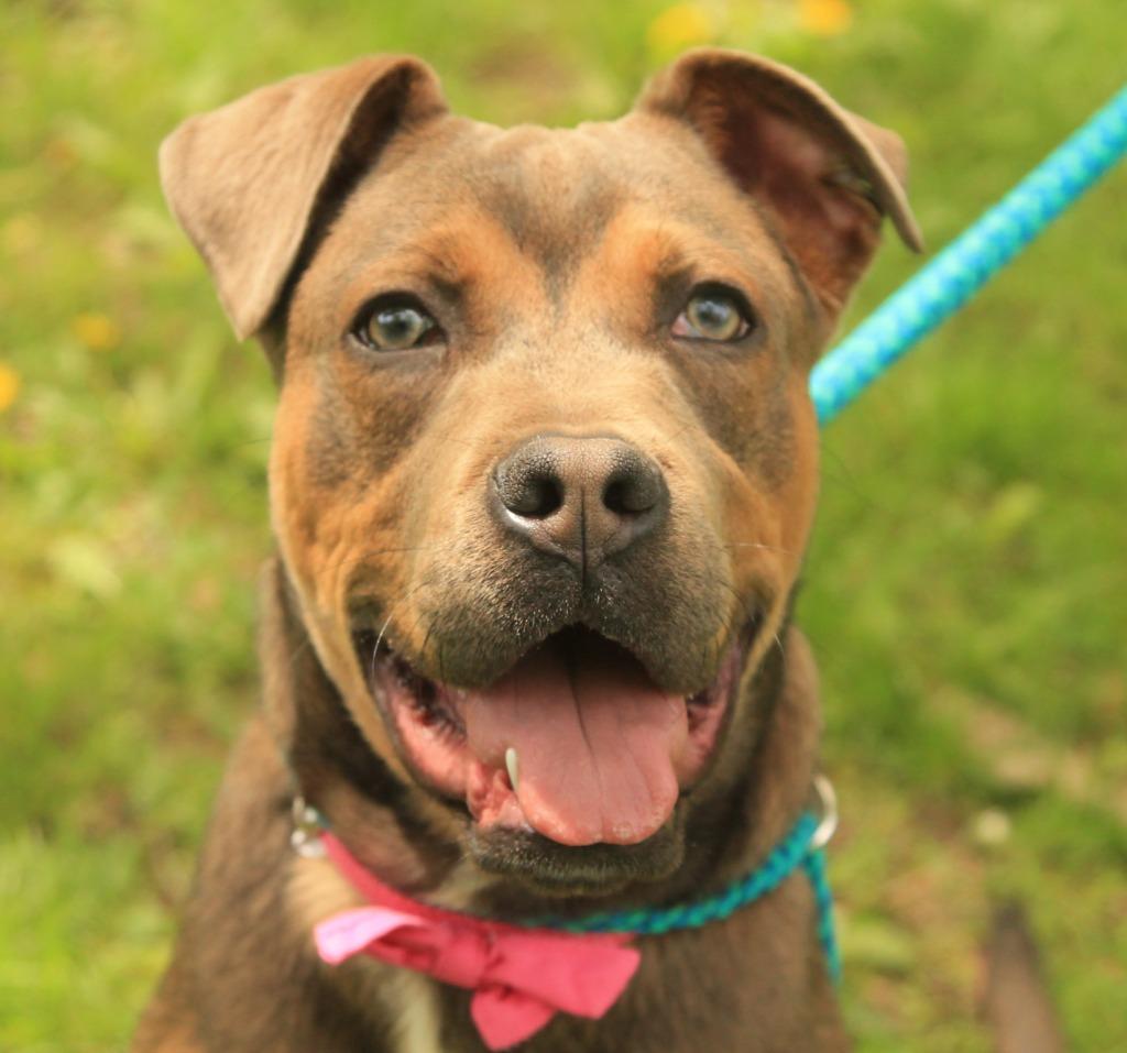 Enlarge Snickers, a Adoptable mixed breed in Utica, MI image 3/4