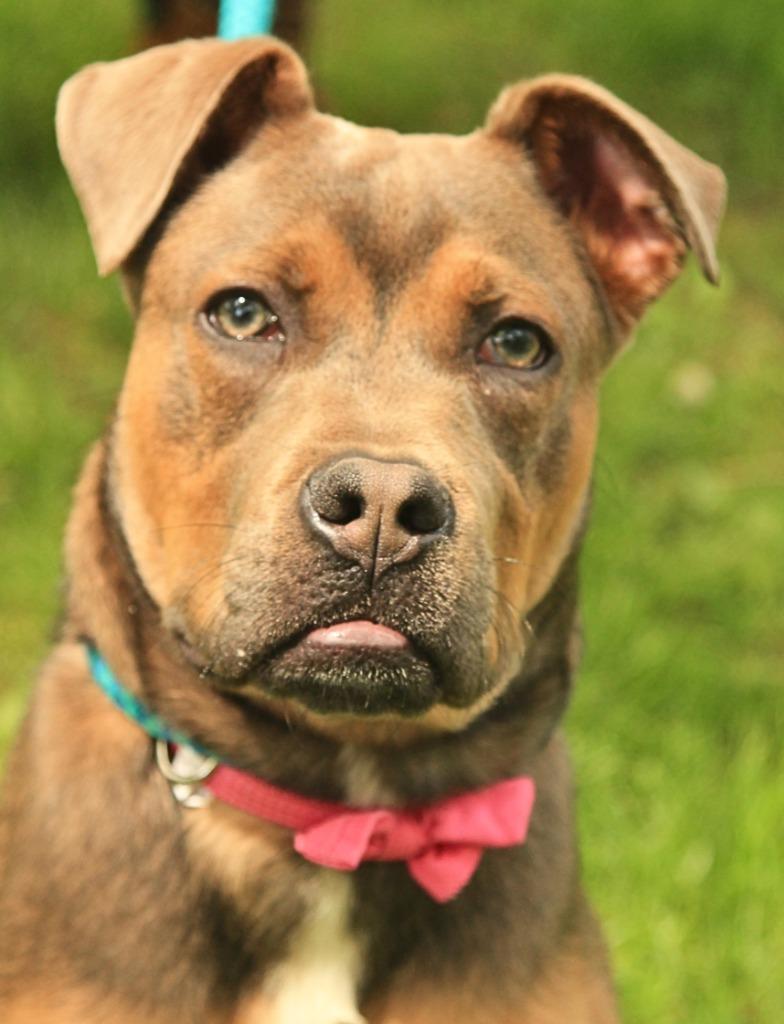 Enlarge Snickers, a Adoptable mixed breed in Utica, MI image 4/4
