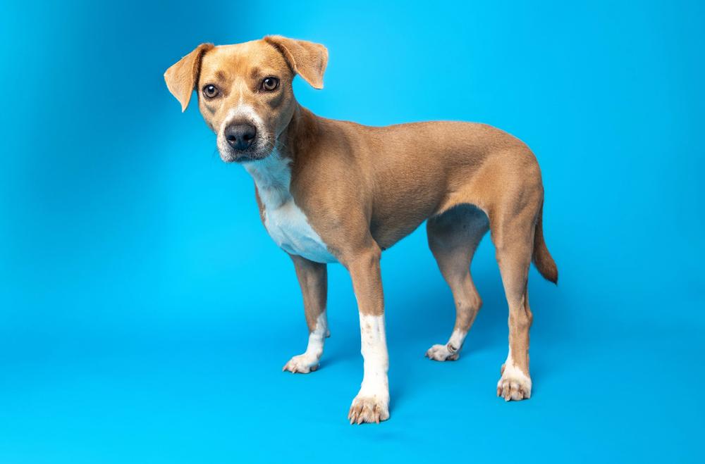 Enlarge Liza, a Adoptable mixed breed in Wake Forest, NC image 5/6