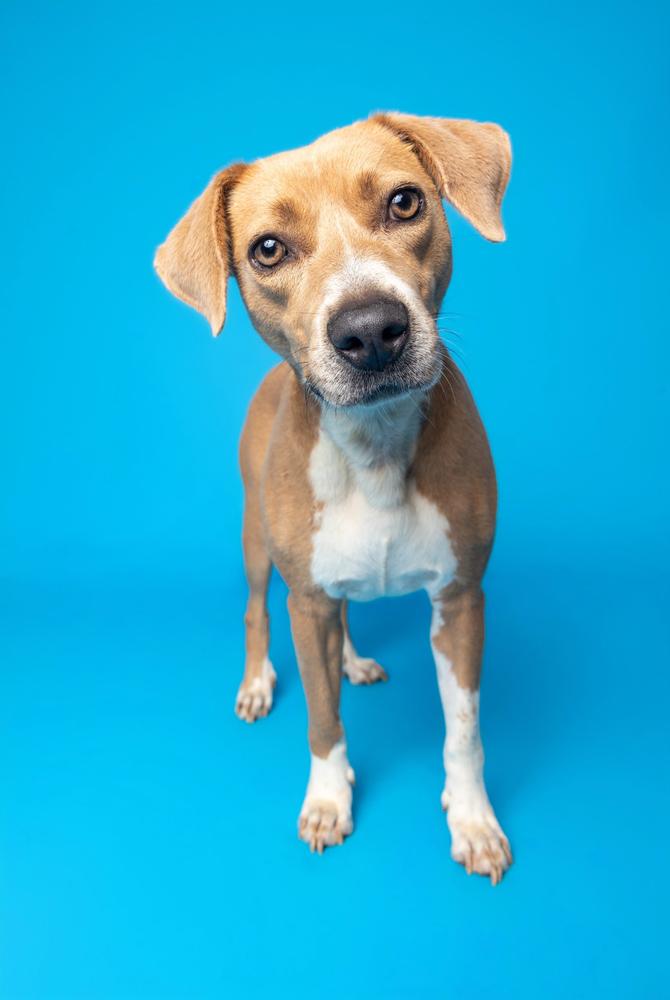 Enlarge Liza, a Adoptable mixed breed in Wake Forest, NC image 6/6