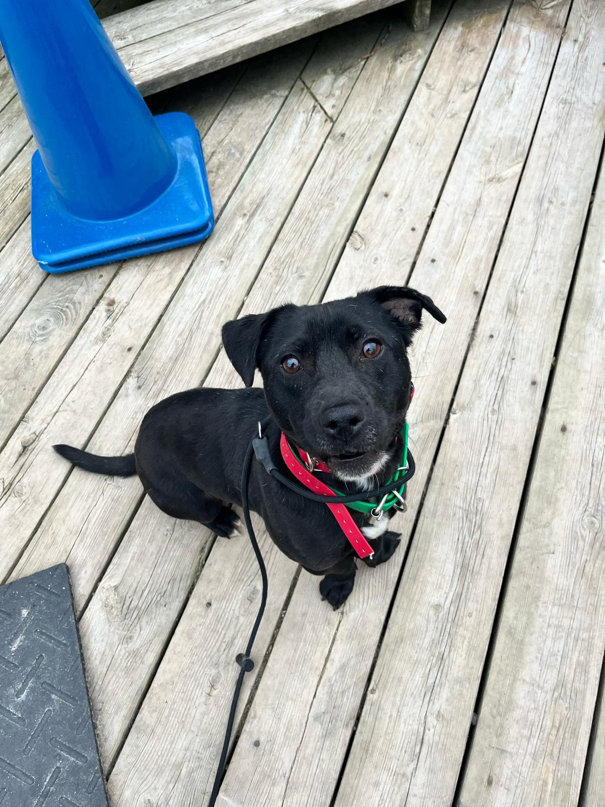 Darwin, Adult Male Mixed Breed