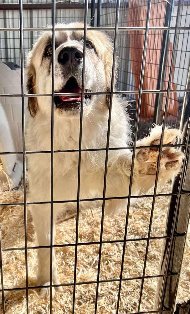 Enlarge Sampson, a Adoptable mixed breed in Cortez, CO image 2/4