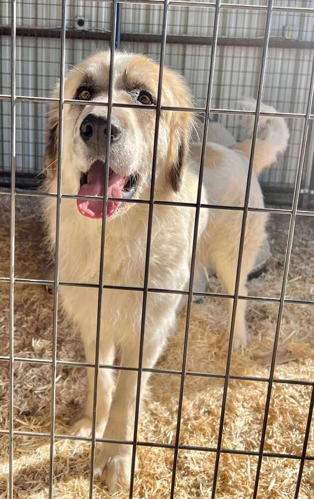 Enlarge Sampson, a Adoptable mixed breed in Cortez, CO image 4/4