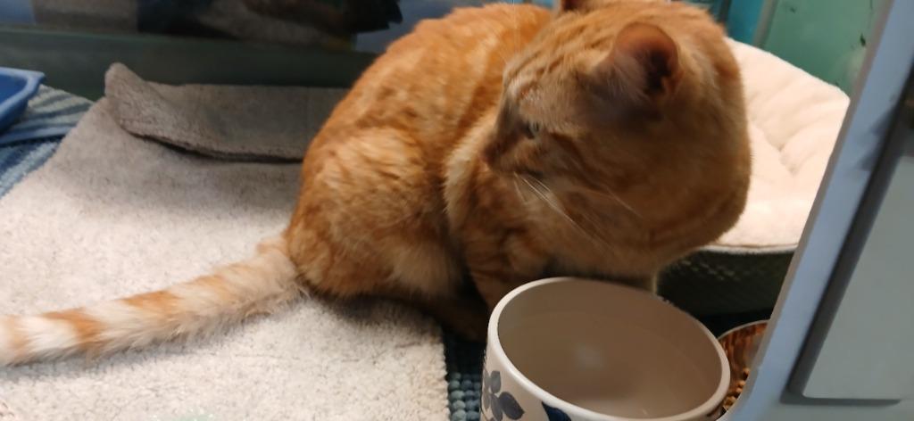 Muffin, Adoptable, Adult Male Domestic Short Hair.