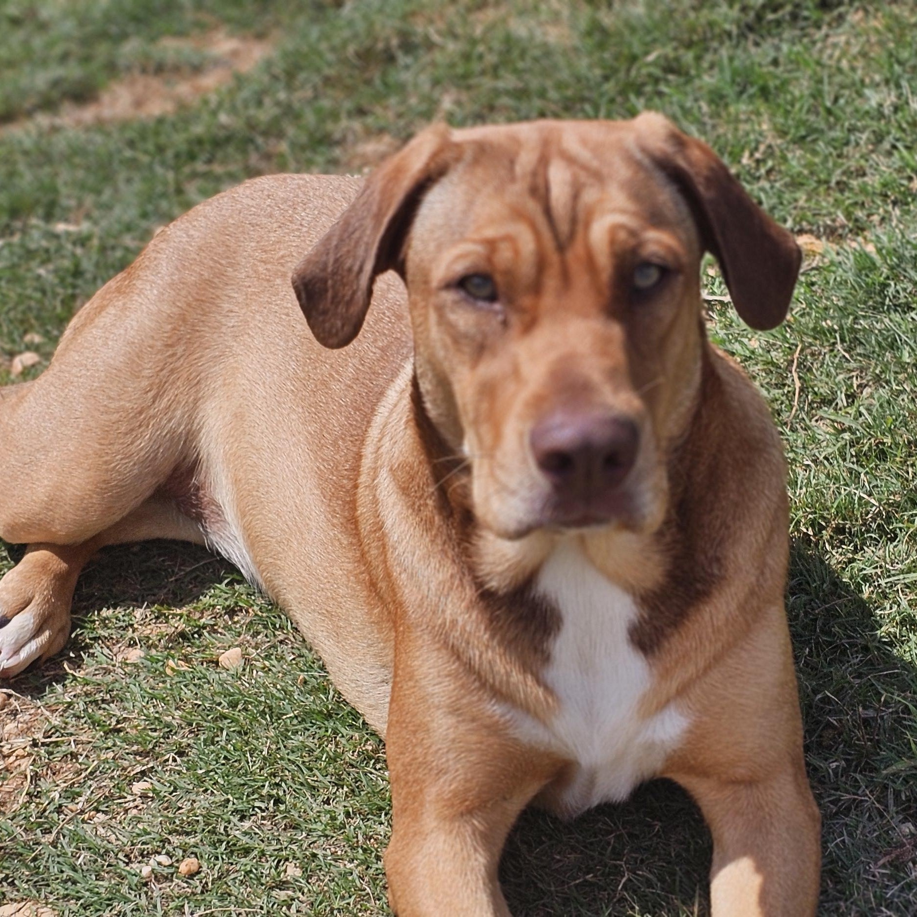 Enlarge Mokie, a Adoptable mixed breed in Bedminster, NJ image 2/4