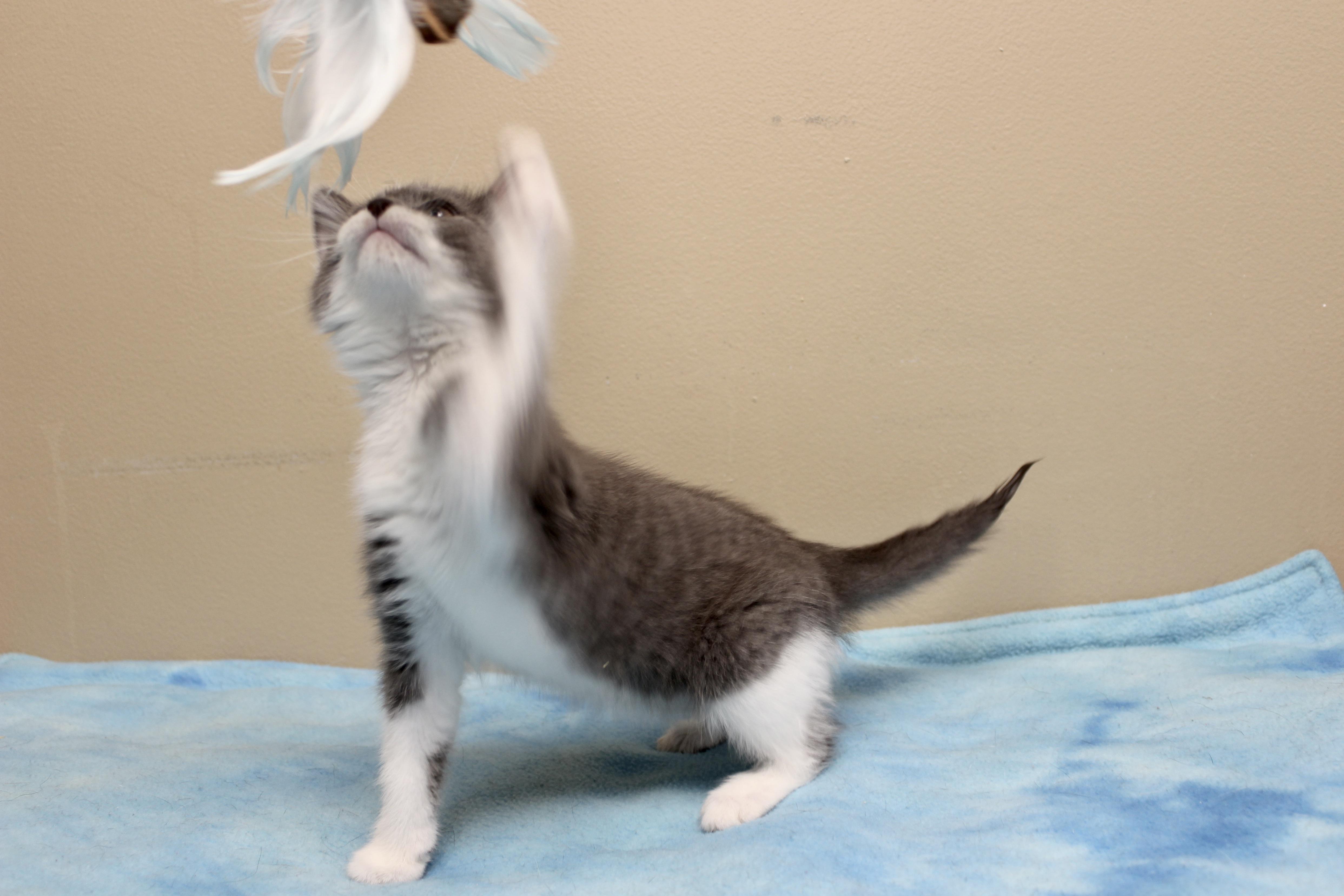 FELINE DION