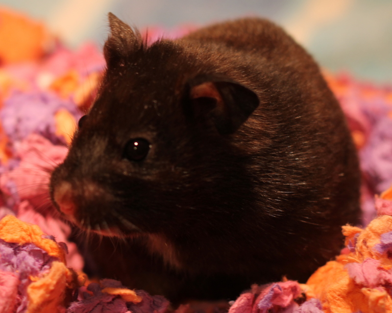 Hamster for adoption Winnie, a Hamster in Budd Lake, NJ Petfinder