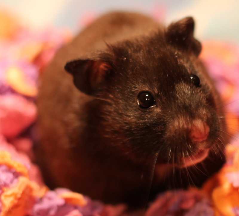 Hamster for adoption Winnie, a Hamster in Budd Lake, NJ Petfinder