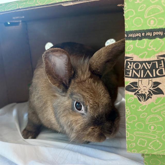 CLINTON, Adoptable, Young Male Netherland Dwarf.