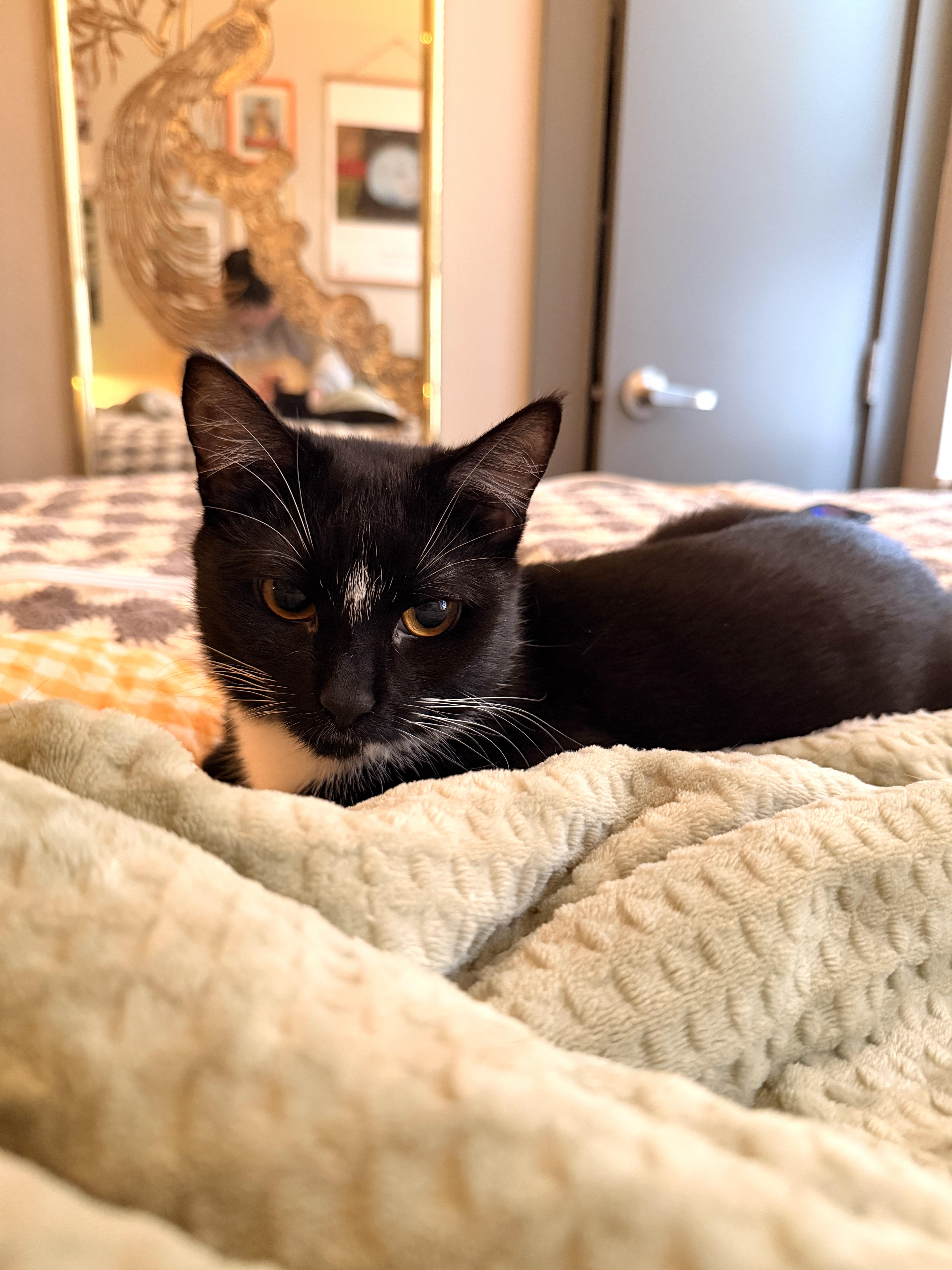 Enlarge Bookie, an adopted Domestic Short Hair in Brooklyn, NY image 2/6