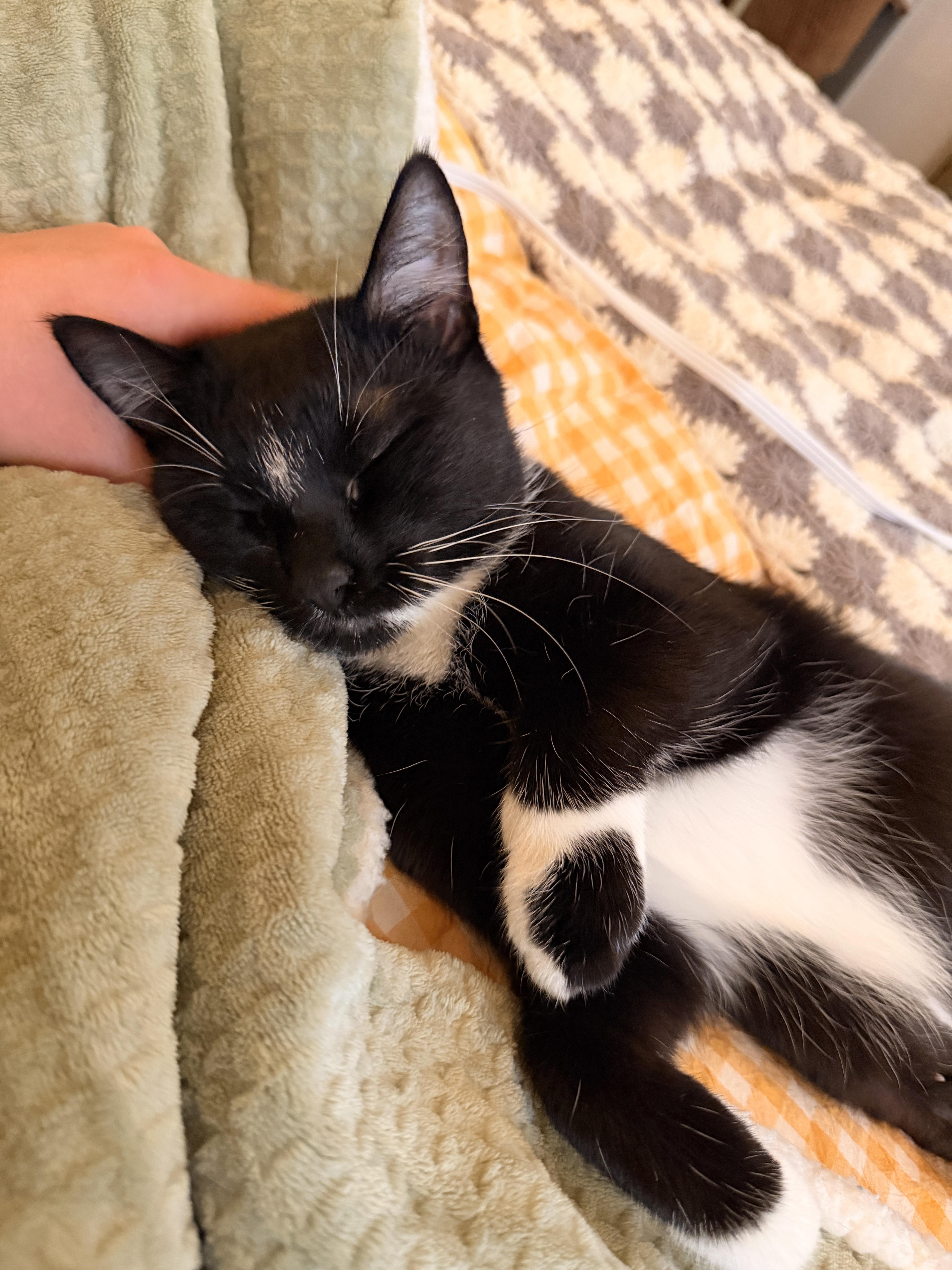 Enlarge Bookie, an adopted Domestic Short Hair in Brooklyn, NY image 6/6