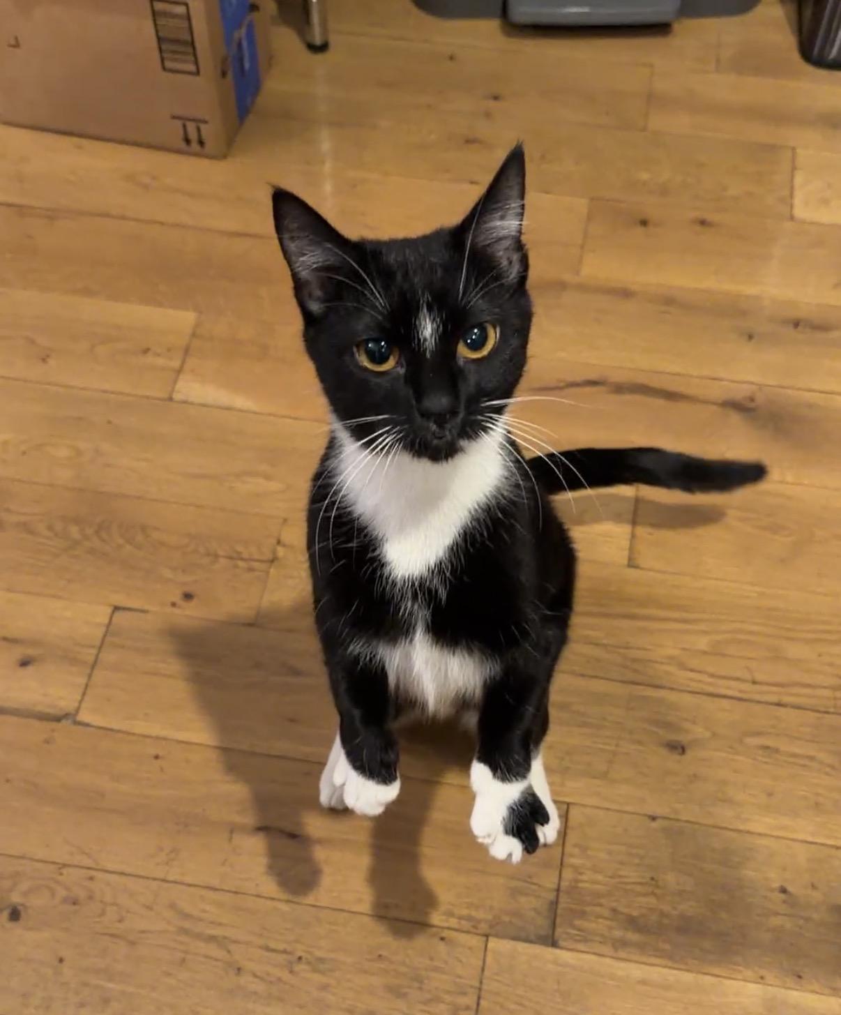 Enlarge Bookie, an adopted Domestic Short Hair in Brooklyn, NY image 3/6