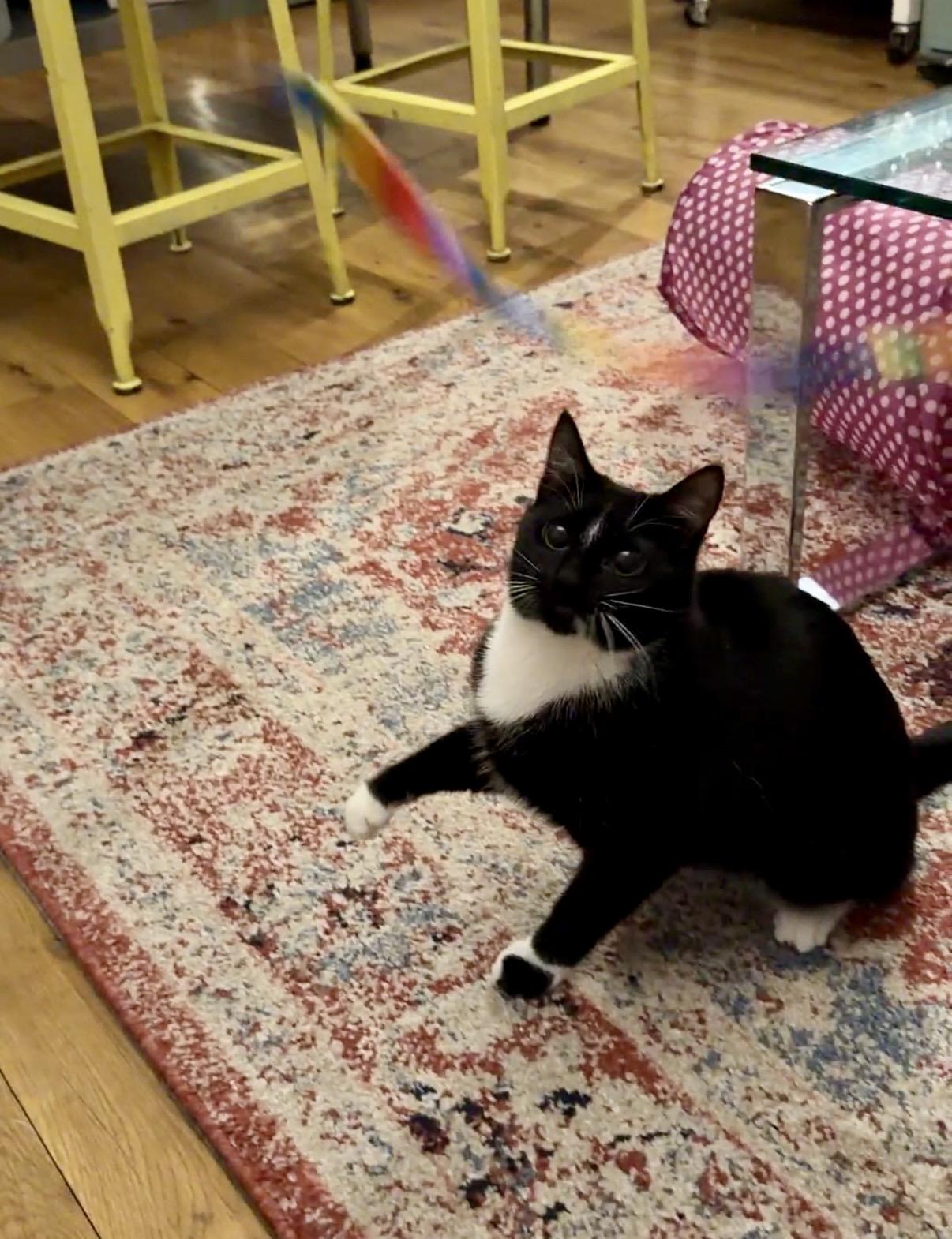 Enlarge Bookie, an adopted Domestic Short Hair in Brooklyn, NY image 4/6