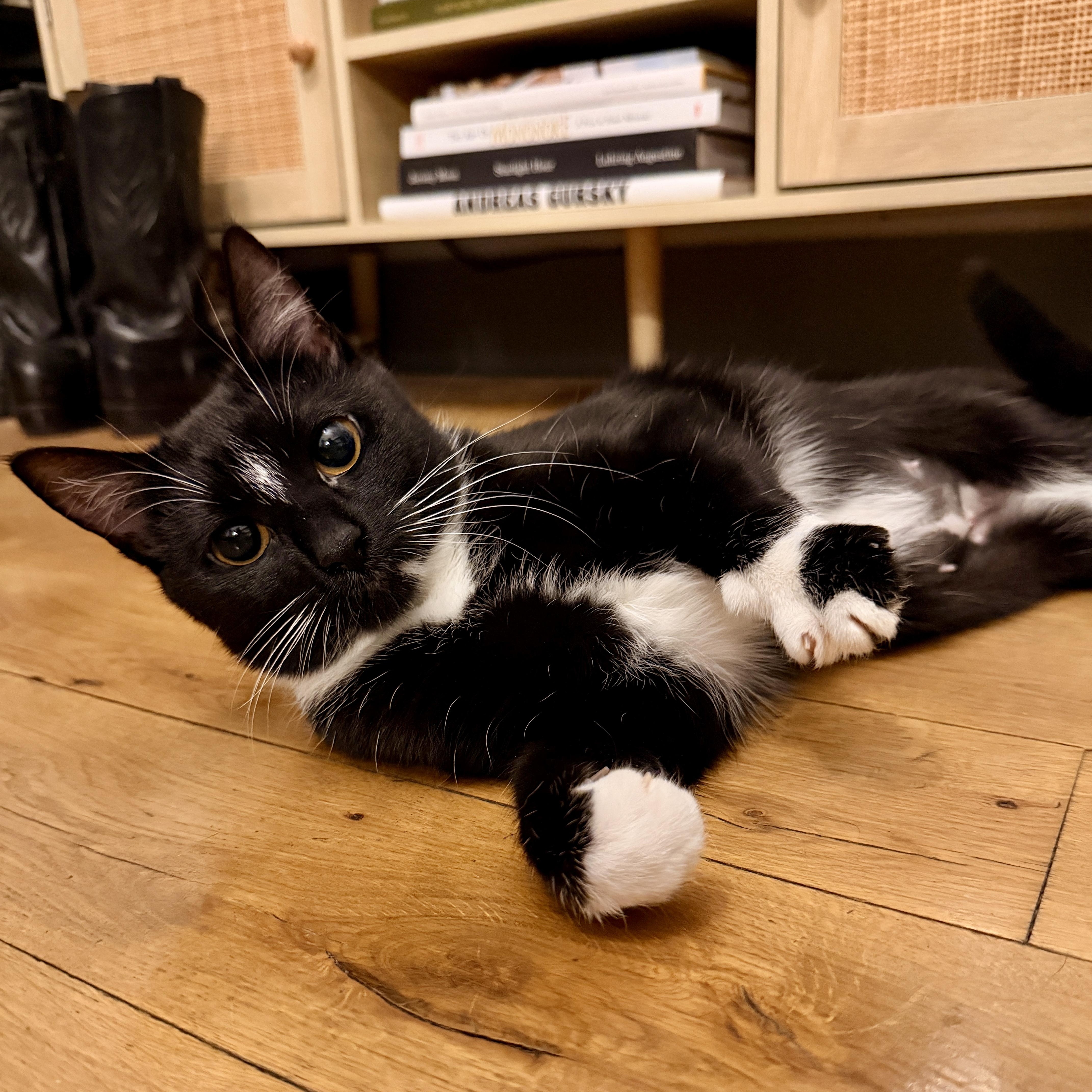 Enlarge Bookie, an adopted Domestic Short Hair in Brooklyn, NY image 1/6