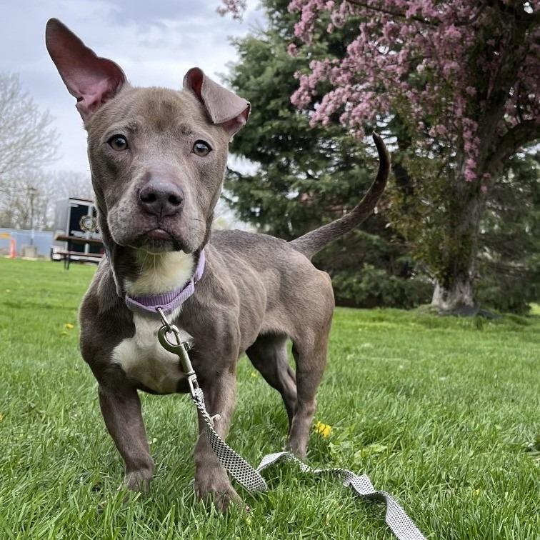 Big Mama, Adoptable, Young Female Mixed Breed.