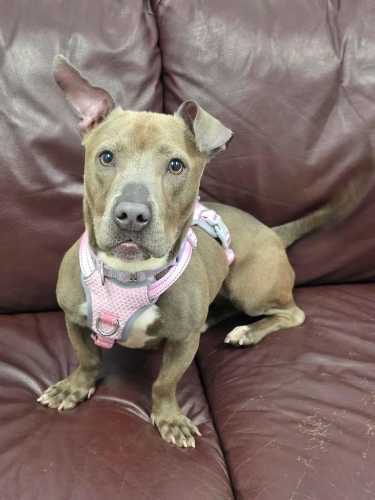 Enlarge Big Mama, a Adoptable mixed breed in Liverpool, NY image 2/5