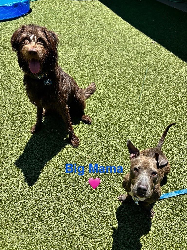 Big Mama, a Adoptable mixed breed in Liverpool, NY image 3/4