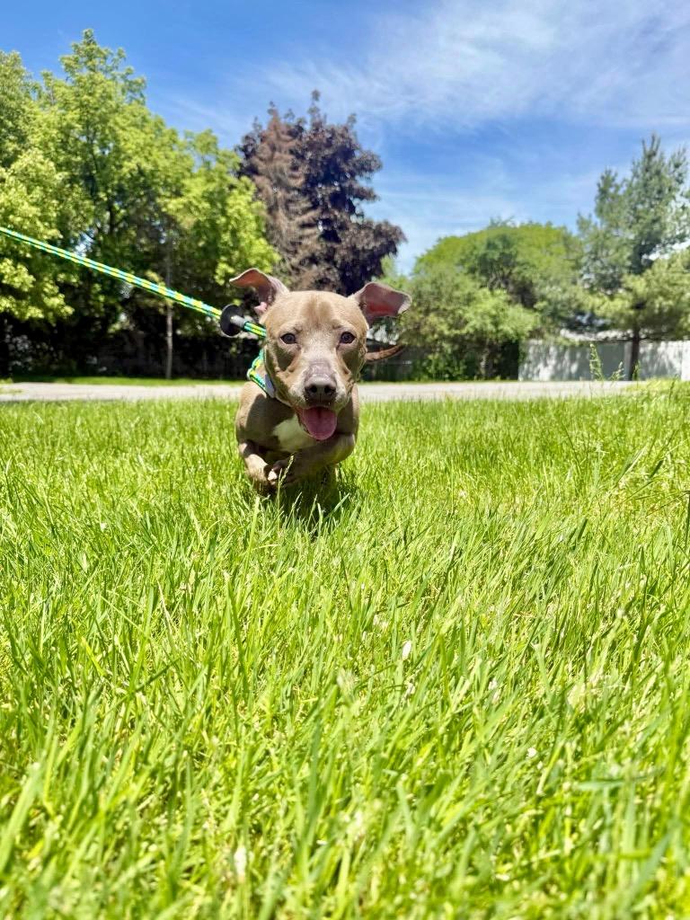 Enlarge Big Mama, a Adoptable mixed breed in Liverpool, NY image 4/5