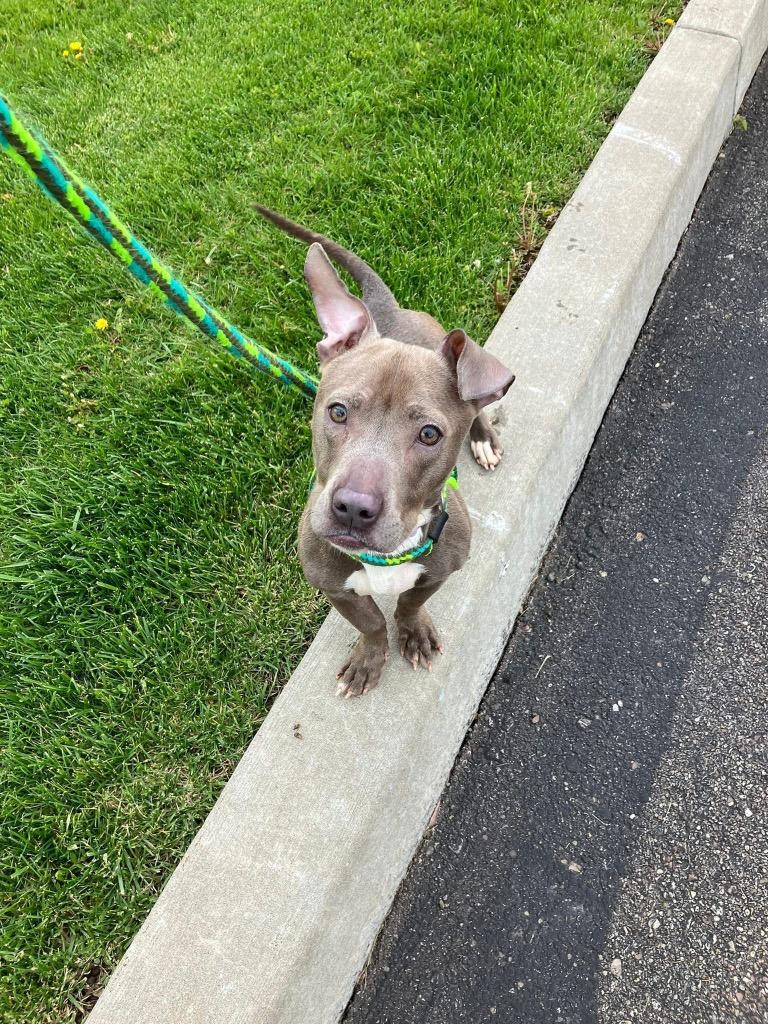 Enlarge Big Mama, a Adoptable mixed breed in Liverpool, NY image 5/5