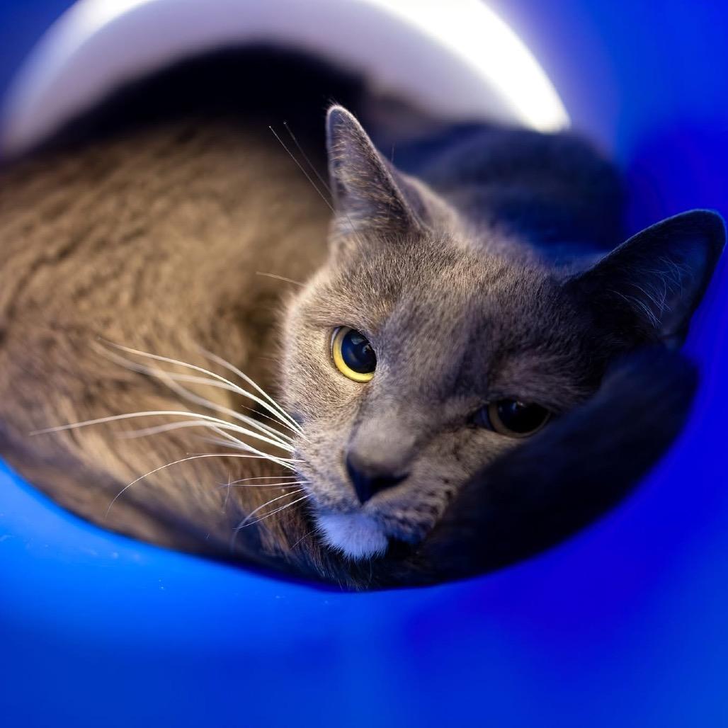 Enlarge Zachary, a Adoptable Domestic Short Hair in Mentor, OH image 1/2