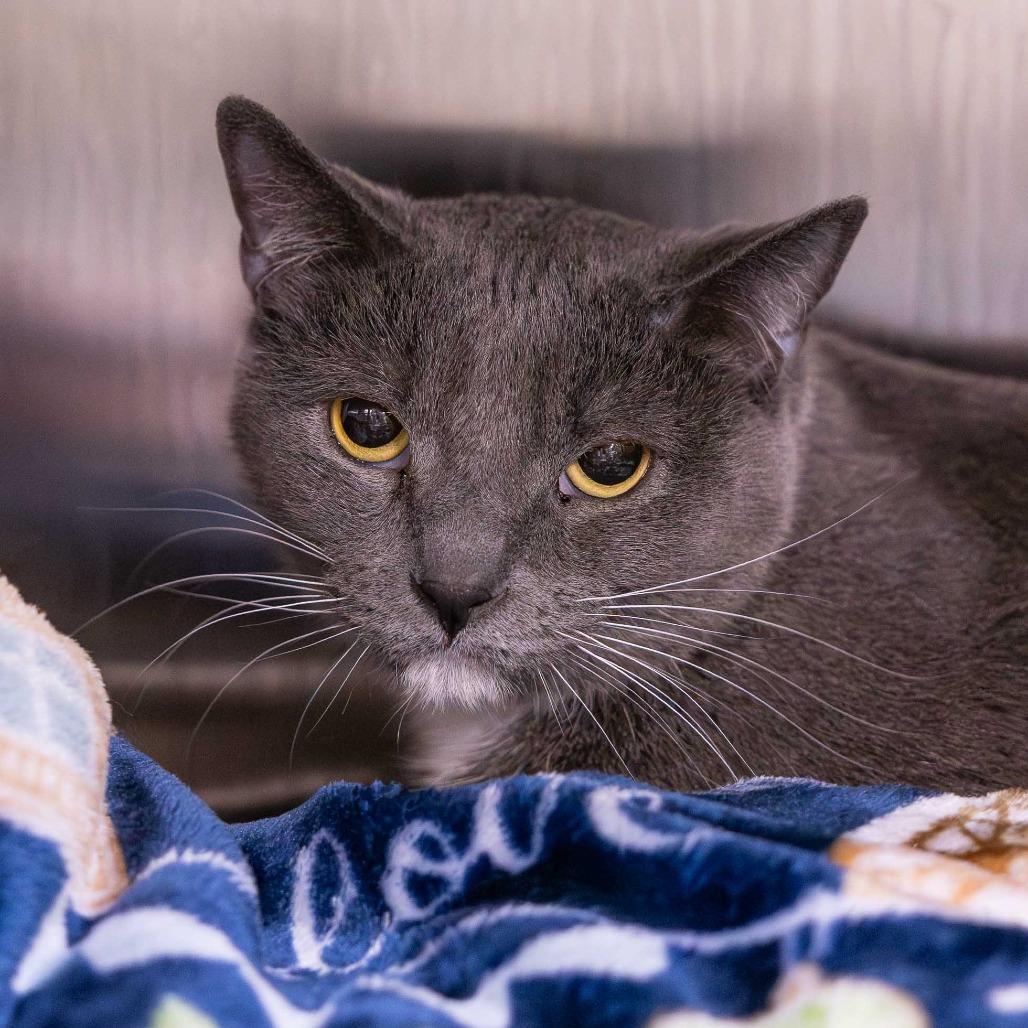 Enlarge Zachary, a Adoptable Domestic Short Hair in Mentor, OH image 1/1