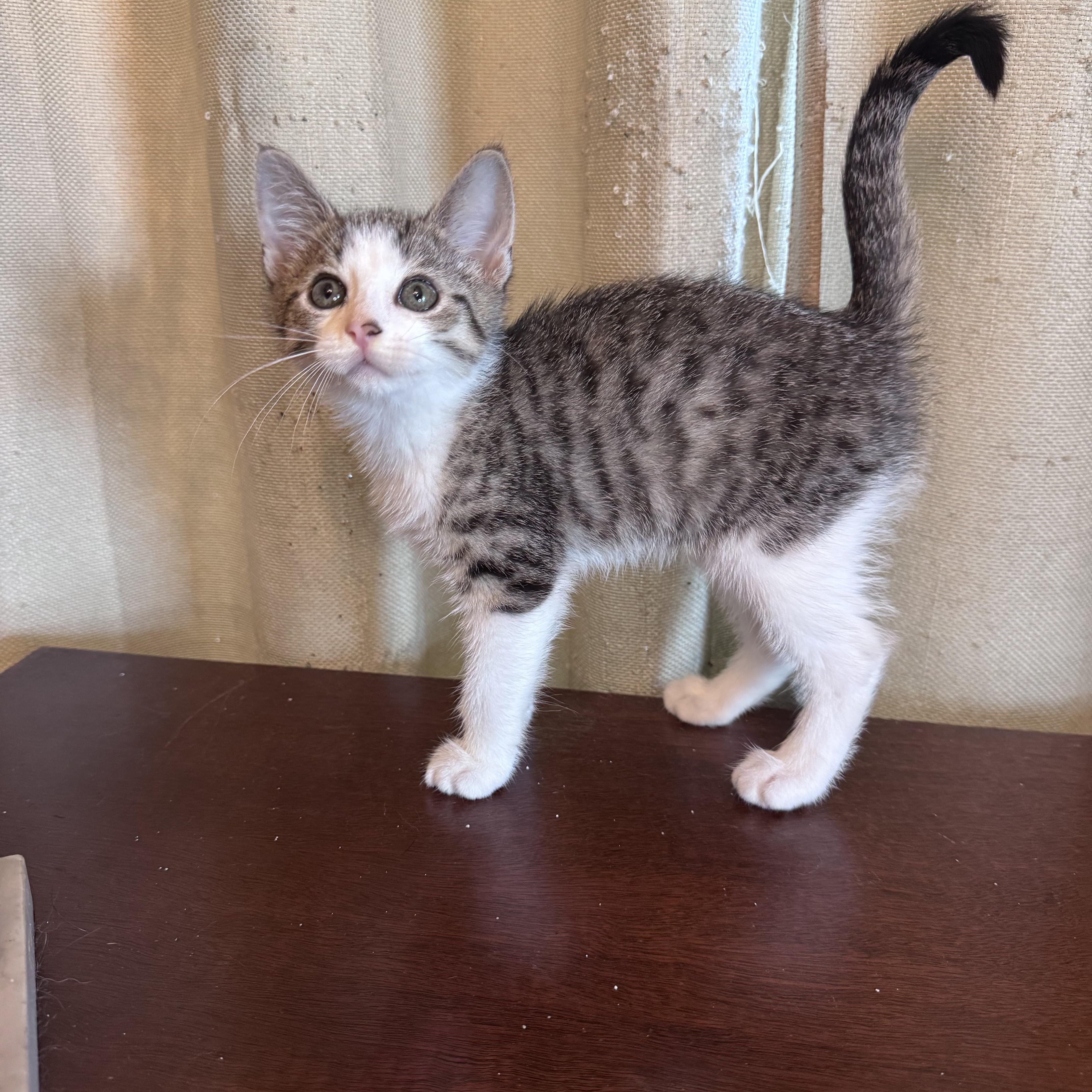 Enlarge Dracula, a ADOPTABLE Domestic Short Hair in Avoca, PA image 3/6