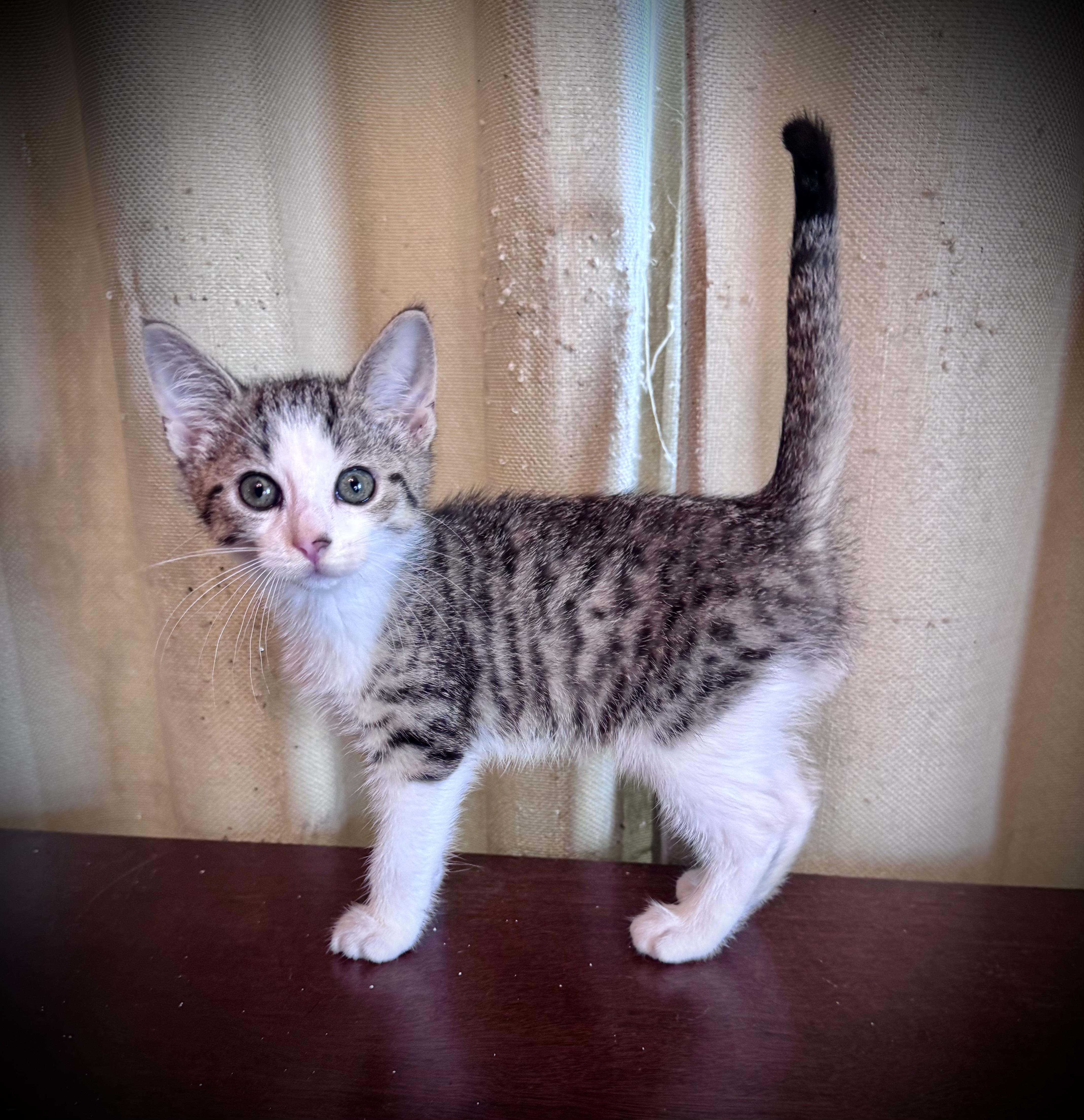 Enlarge Dracula, a ADOPTABLE Domestic Short Hair in Avoca, PA image 5/6