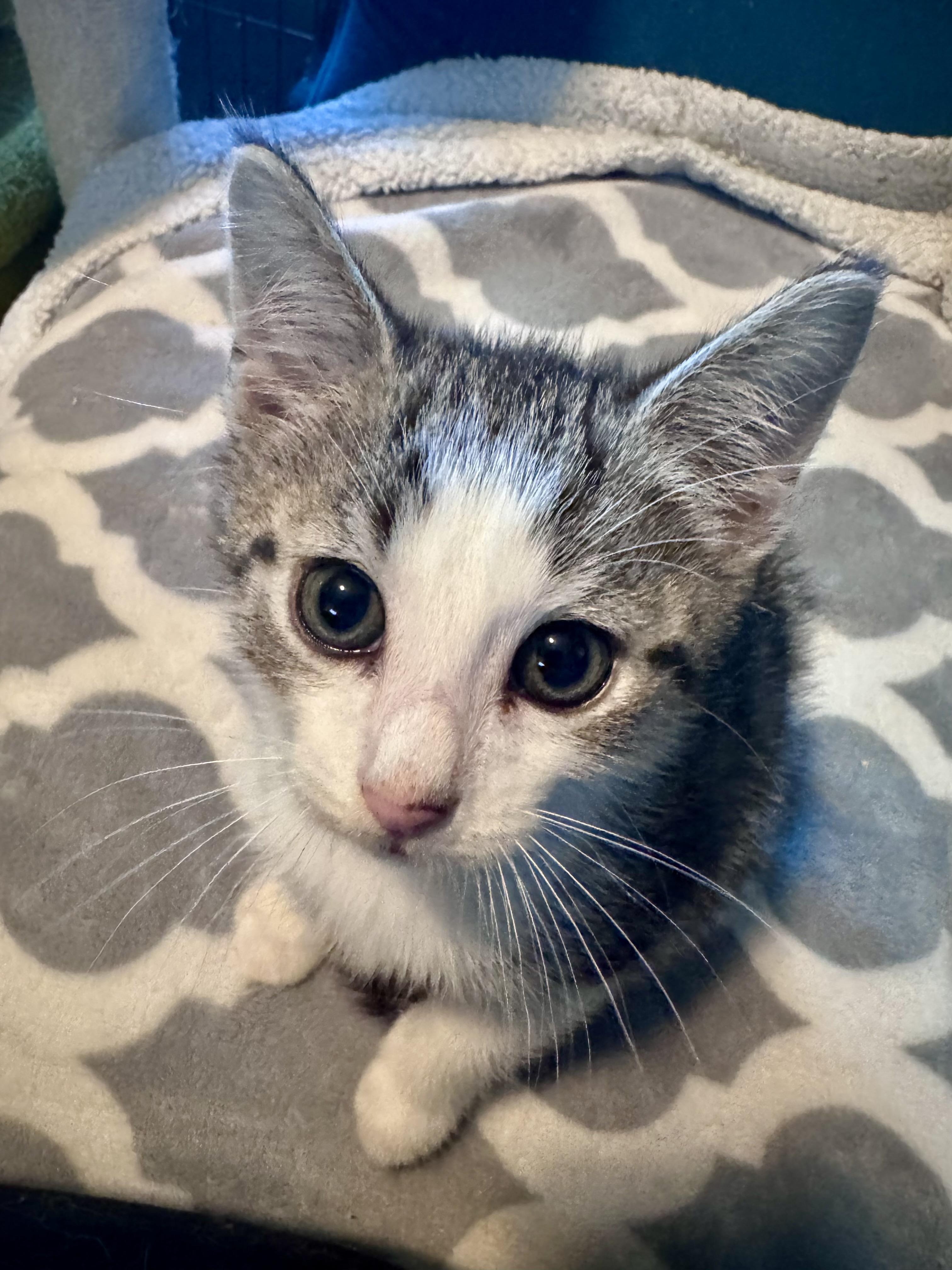 Enlarge Dracula, a ADOPTABLE Domestic Short Hair in Avoca, PA image 6/6
