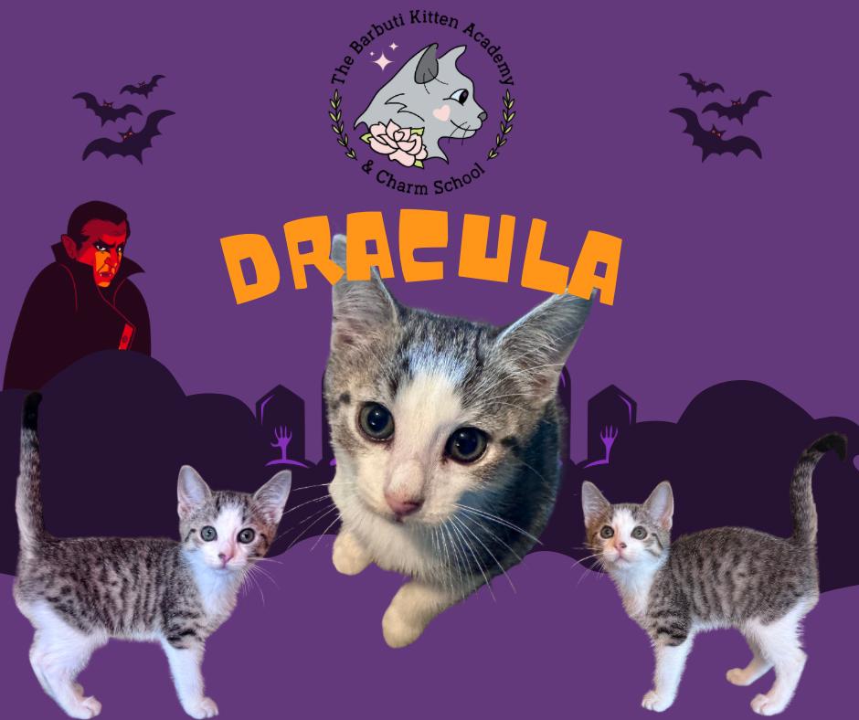 Enlarge Dracula, a ADOPTABLE Domestic Short Hair in Avoca, PA image 1/6
