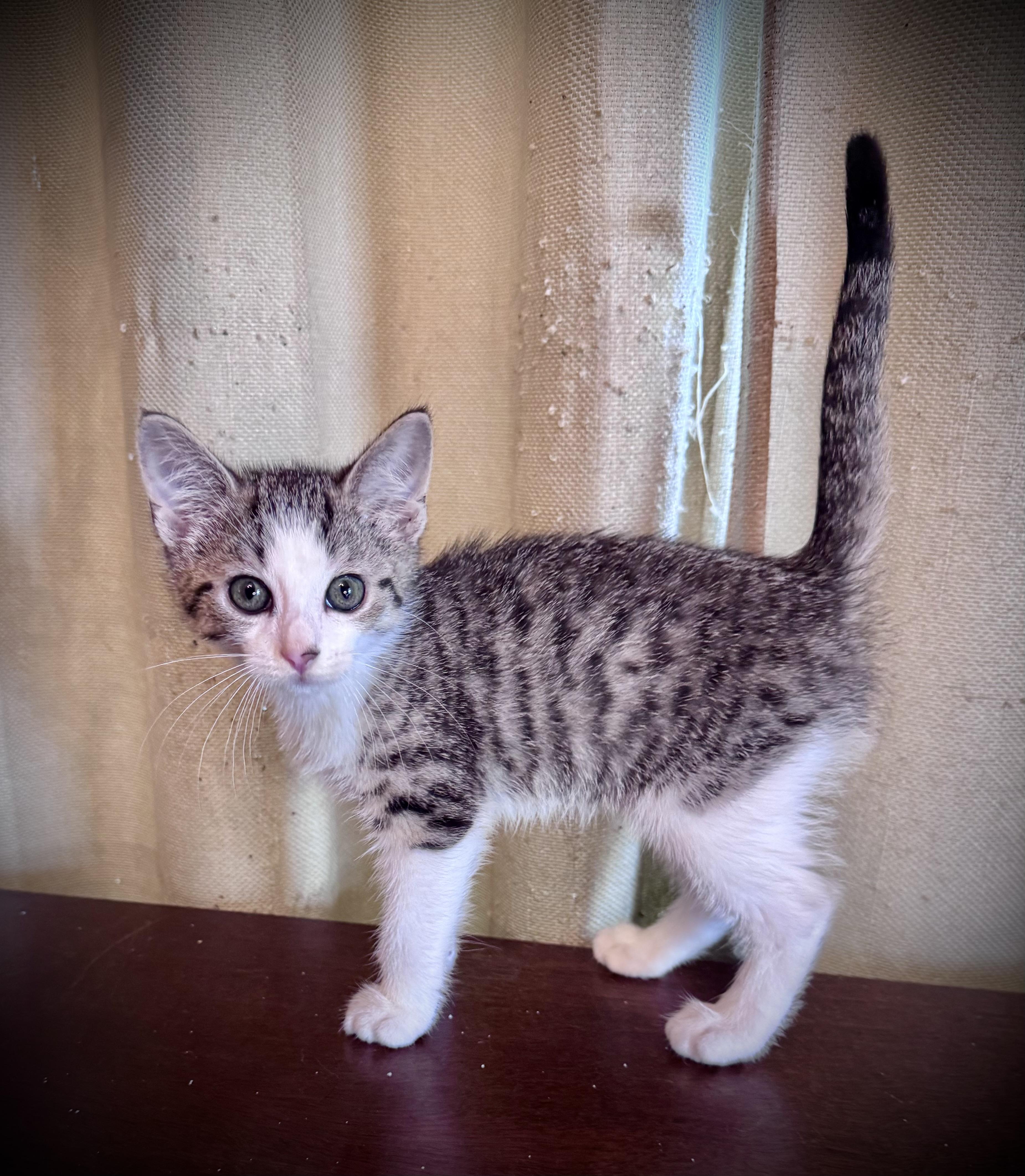 Enlarge Dracula, a ADOPTABLE Domestic Short Hair in Avoca, PA image 4/6