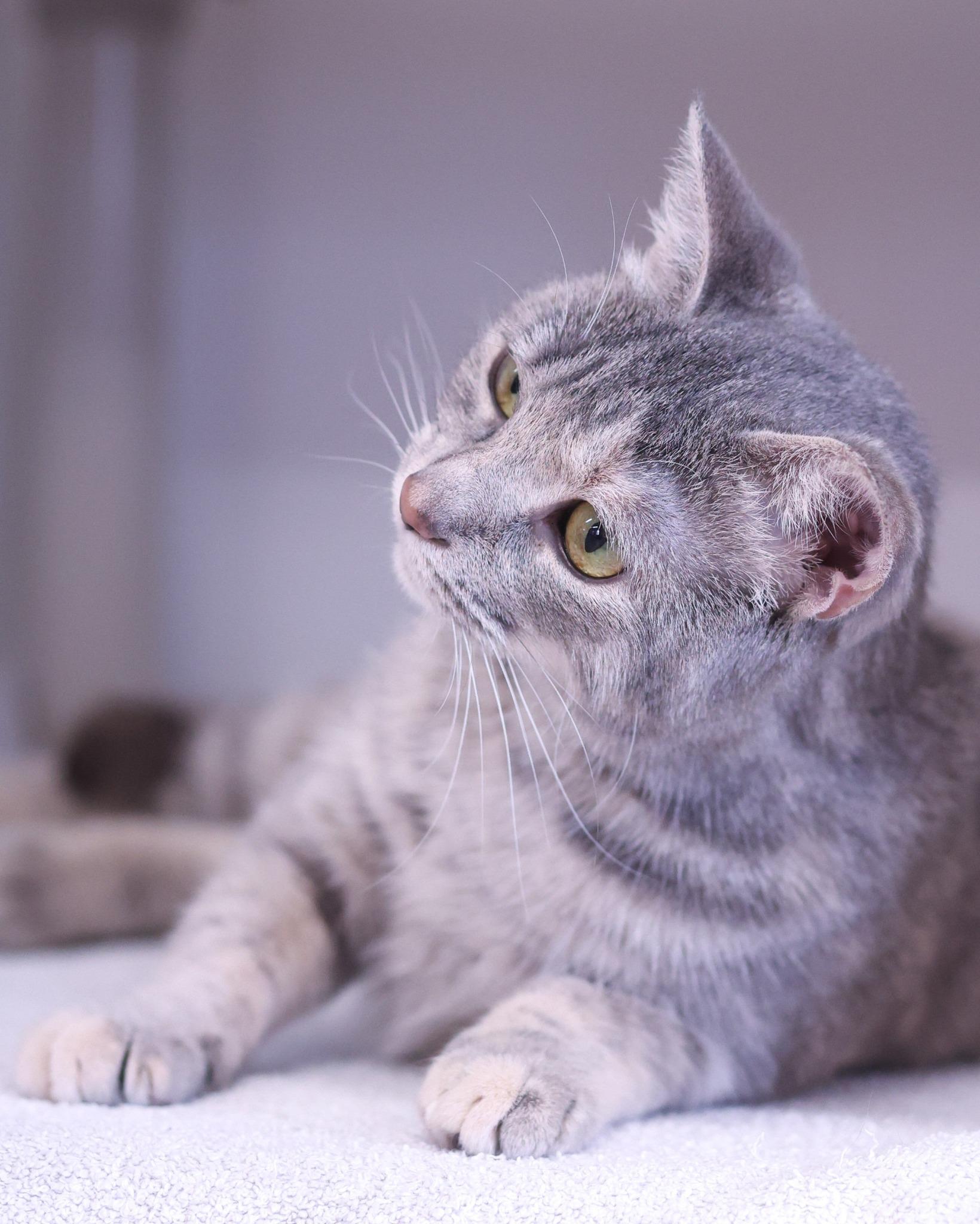 Enlarge PAPYRUS (0502), an adopted Domestic Short Hair in Bridgeport, CT image 1/1