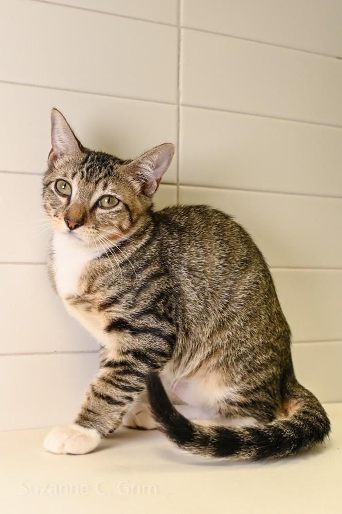 Gambit, a Adoptable mixed breed in New Orleans, LA image 1/4