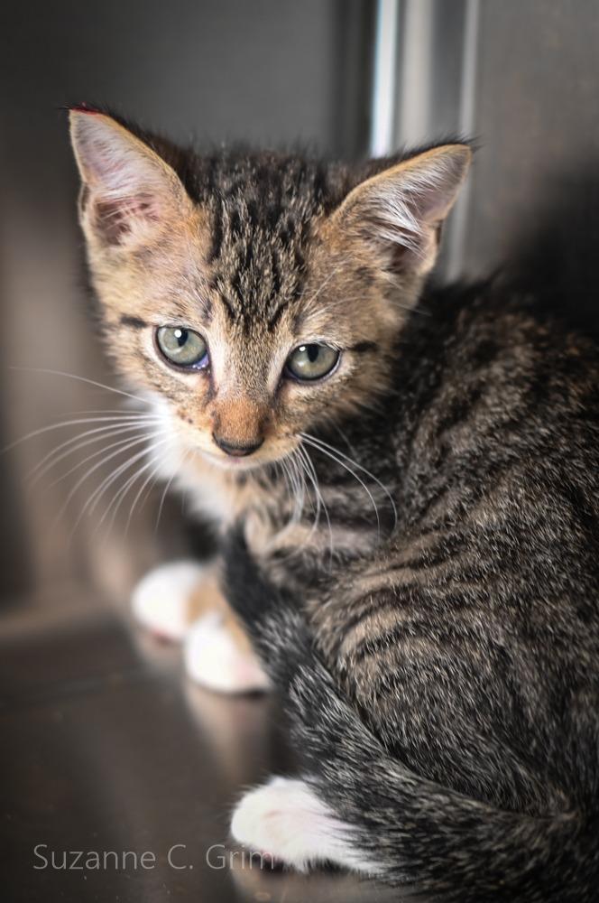 Gambit, Adoptable, Kitten Male Domestic Short Hair.
