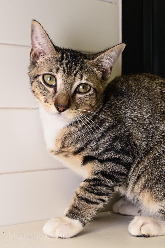 Gambit, a Adoptable mixed breed in New Orleans, LA image 2/4