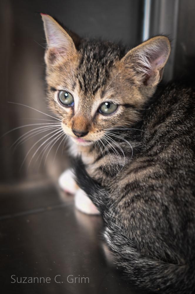 Gambit, a Adoptable mixed breed in New Orleans, LA image 2/3
