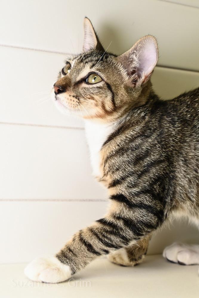 Gambit, a Adoptable mixed breed in New Orleans, LA image 4/4